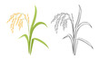 Spikelet of rice cartoon illustration and black and white outline. Vector paddy rice ear.
