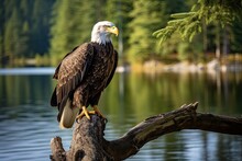 Bald Eagle Perched On Tree Branch, Overlooking Lake In National Park. Majestic Bird Of Prey, American Emblem, With Sharp Beak And Eyes For Birding