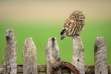 Poster - Little owl ( Athene noctua ) close up