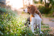 A cute beagle dog sitting on the wild flower field out door in the meadow.