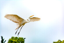 White Heron In Flight. Crane Spreading Its Wings Toward The White Sky. Bird Flying. White Bird Flying In The Sky.