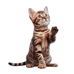 Canvas Print - Bengal cat with raised paw on transparent background