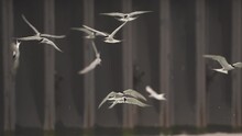 A Flock Of Common Terns (Sterna Hirundo) Swarming Flies Above The Water - Slow Motion