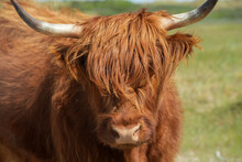 Schottische Highland Rinder Auf Einer Grünen Weide Im Sommer