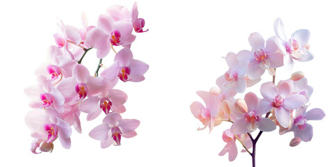 Wall Mural - Thai Orchids emphasize pastel tones in the background with a soft focus transparent background