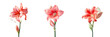 Red amaryllis blooming on a transparent background