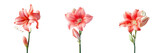 Red amaryllis blooming on a transparent background