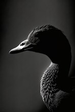 Duck Portrait Face Silhouette Contour Photography Studio Rim Close Backlit Retro Black White