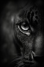 Jungle Tiger Studio Silhouette Photo Black White Vintage Backlit Portrait Motion Contour Tattoo