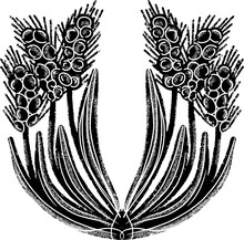 Spikelets Of Wheat, Symmetrical Composition. Illustration In Linocut Style, Stylization, Rustic Style. Vector Element For Design