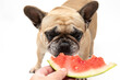 French Bullldog eating a slice of watermelon