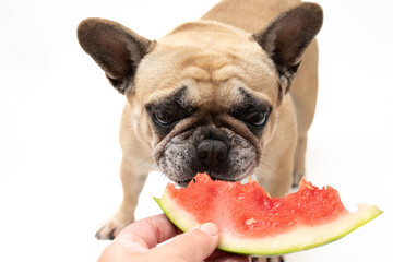 Wall Mural - French Bullldog eating a slice of watermelon