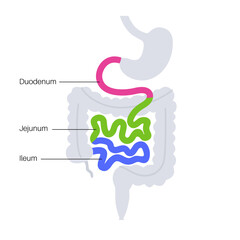 Wall Mural - Tiny intestine poster