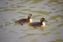 Pair Of Ducklings Swimming In The Lake