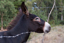 Portrait Of A Black Sardinian Donkey In A Field, Neck And Head Only
