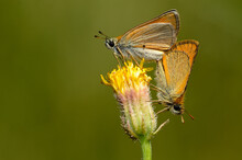 Butterflies Mating On The Flower.