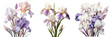 White and lilac irises against transparent background