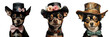 A small dog wearing a hat and having large eyes transparent background