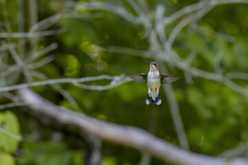 Sticker - Ruby-throated hummingbird ( Archilochus colubris )