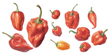 Watercolor Habanero Clipart For Graphic Resources