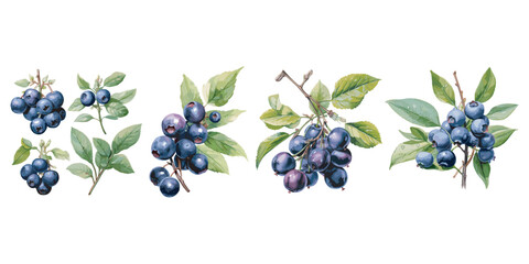 watercolor blueberry clipart for graphic resources