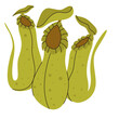 Pitcher Plant carnivorous plant vector illustration in isolated white background