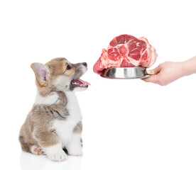 Wall Mural - Owner feeds pembroke welsh corgi puppy with raw meat. isolated on white background