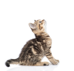 Wall Mural - Scottish kitten sitting in profile and looking up. isolated on white background