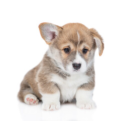 Aufkleber - Cute Pembroke Welsh Corgi puppy sits and looks at camera. isolated on white background