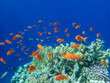 Fabulously beautiful inhabitants of the coral reef in the Red Sea