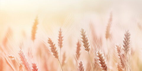 Wall Mural - August summer haze in herbs and wheat field in bokeh style, pastel colors