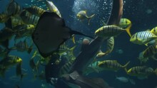 Diver With Fish In The Aquarium