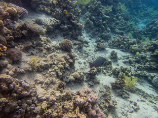 Fabulously beautiful inhabitants of the coral reef in the Red Sea