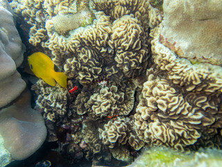 Fabulously beautiful inhabitants of the coral reef in the Red Sea