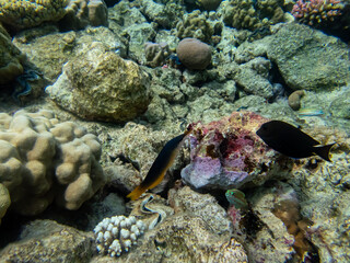 Fabulously beautiful inhabitants of the coral reef in the Red Sea