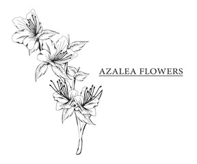 Wall Mural - azalea flower vector sketch illustration. Hand drawn tropical floral and natural design elements. isolated white background.