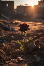  Beautiful Red Rose That Grows On The Motions Of A Destroyed City In The Rays Of The Setting Sun