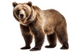 © rzrstudio - Brown Bears isolated on a transparent background. Generative Ai