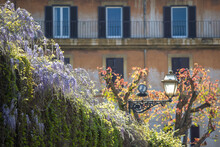 Lilas En Fleurs Dans La Ville De Rome En Italie