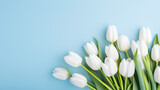 Fototapeta Tulipany - White tulips on blue background White flowers