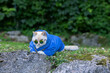 A rapper cat in a sweatshirt, with a chain around his neck, lies on stones and looks over sunglasses