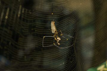 Golden Orb Spider macro shot