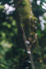 Golden Orb Spider macro shot