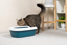 A Domestic Cat Is Accustomed To The Toilet, A Litter Box
