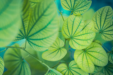 Sticker - Nature of green leaves blur lush  foliage in garden at summer. Natural green leaf plants closeup as spring background. Panoramic environment ecology or greenery wallpaper