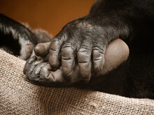 Closeup Of Chimpanzees Holding Hands At Park