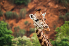 Wild Giraffe With Long Neck In National Park