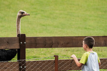 Boy Looking At Ostrich On Grassy Meadow In Zoo