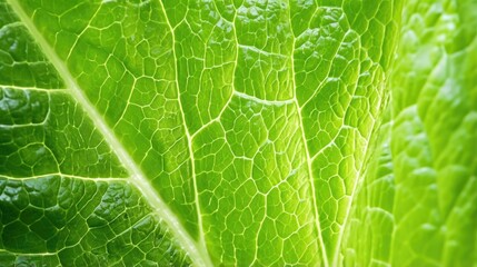 green macro leaf,Green leaves background. Leaf texture,background texture green leaf structure macro photography. Extreme close-up of beautiful fresh plants veins photo..