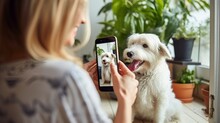 Pov Female Woman Hand Taking Pictures Of Her White Fluffy Pet Animal Dog At Home With Smartphone Joyful Moment Morning Lifestyle At Home